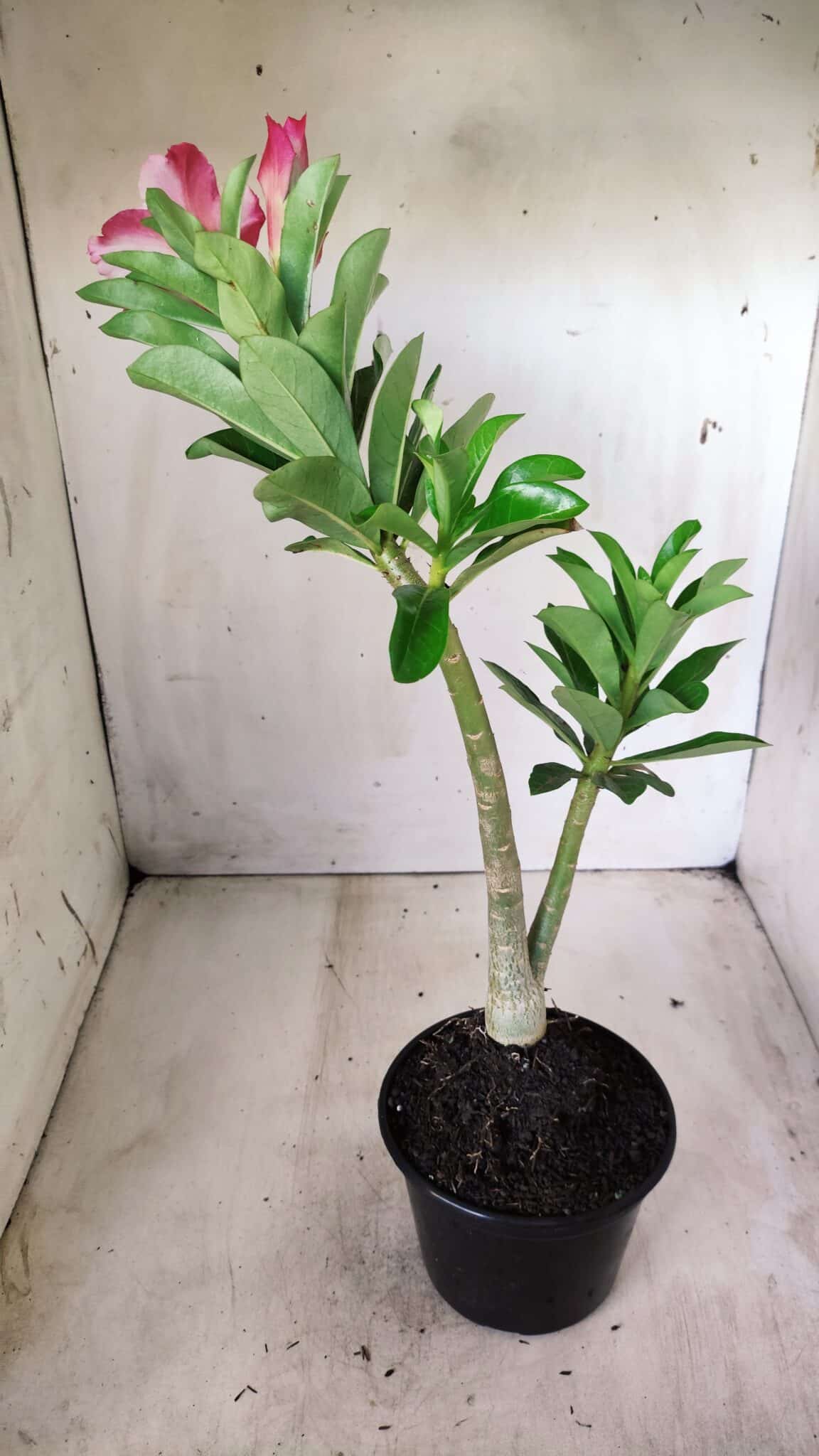 Planta Dobrada 2772 – 40cm – 03 anos
