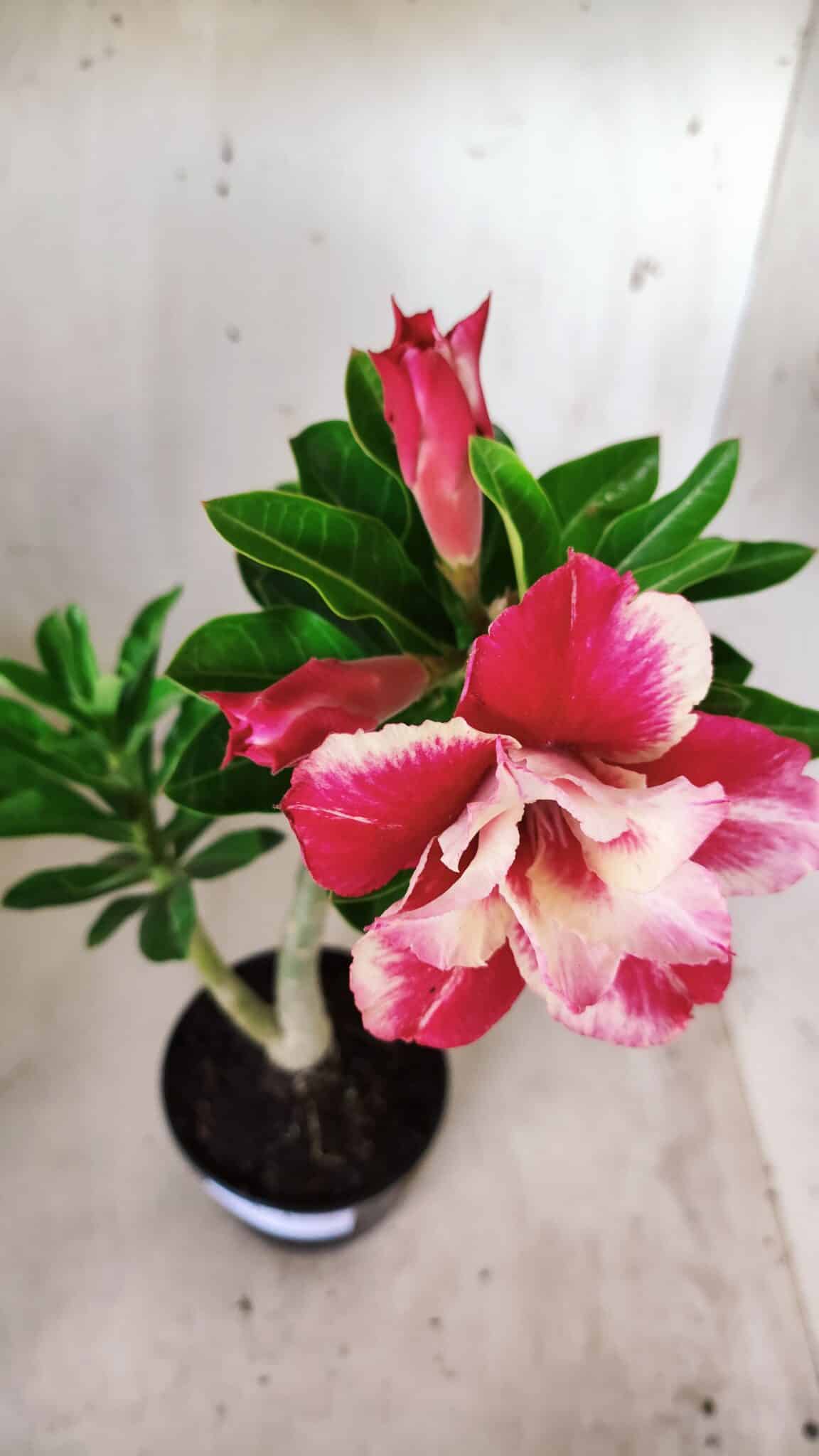 Planta Dobrada 2772 – 40cm – 03 anos