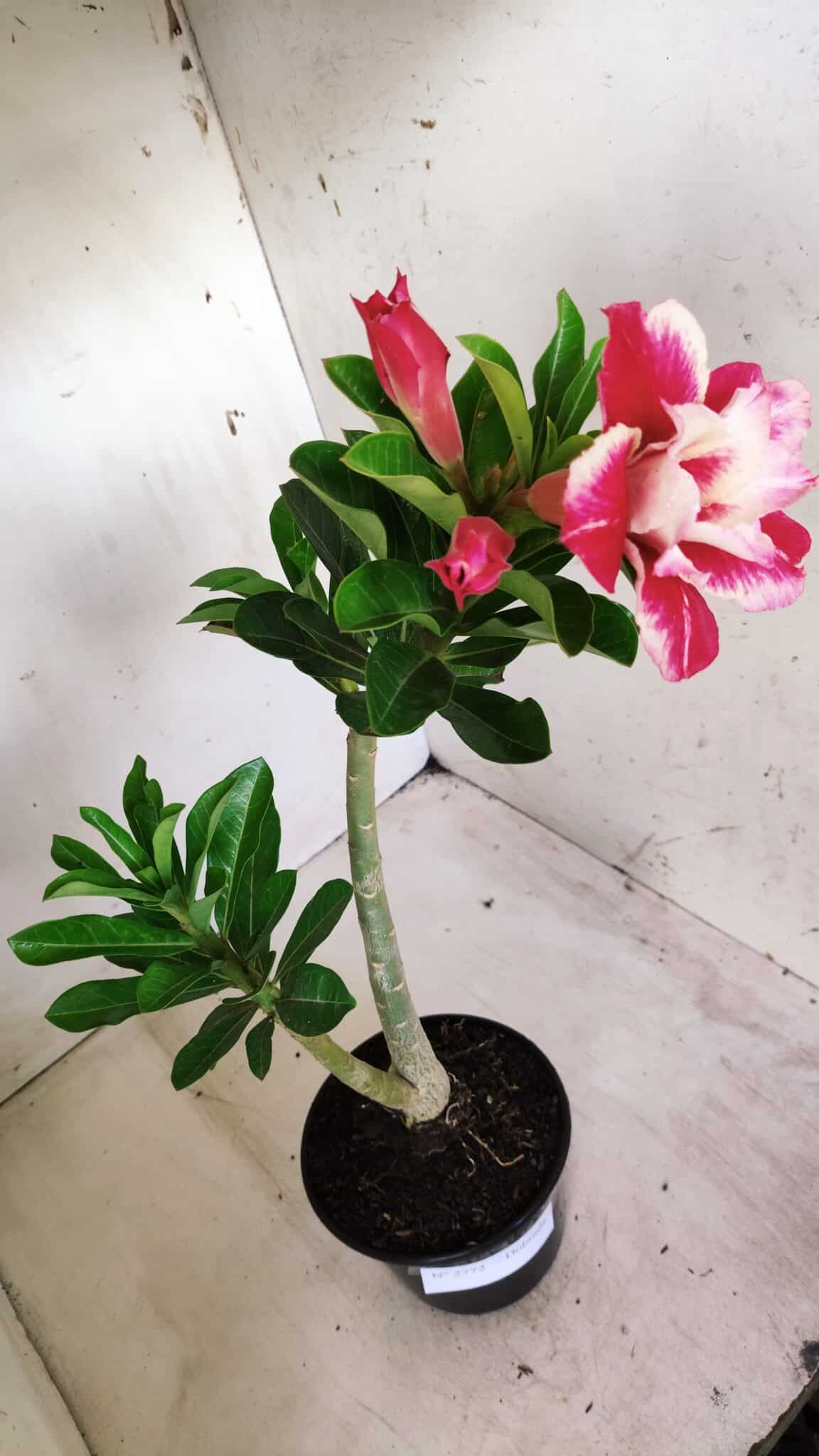 Planta Dobrada 2772 – 40cm – 03 anos