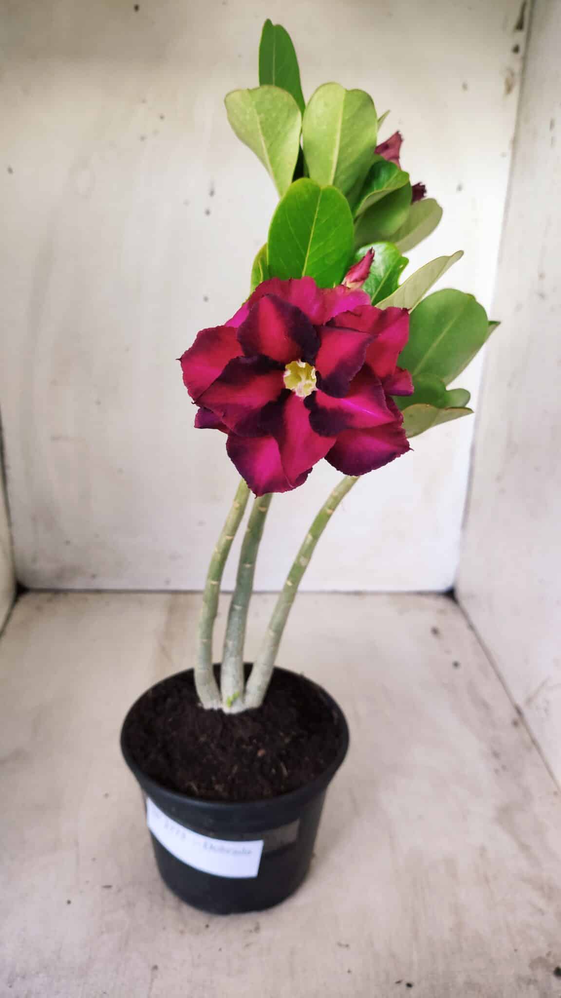 Planta Dobrada 2773 – 30cm – 02 anos