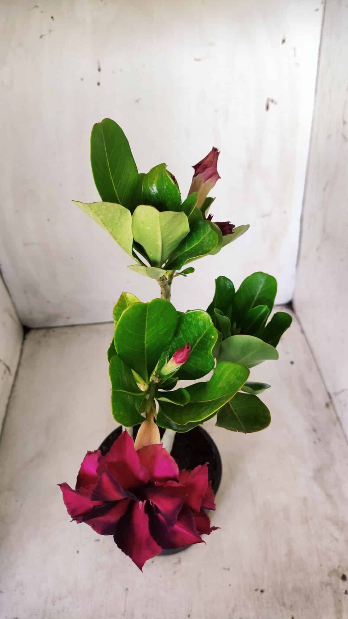 Planta Dobrada 2773 – 30cm – 02 anos