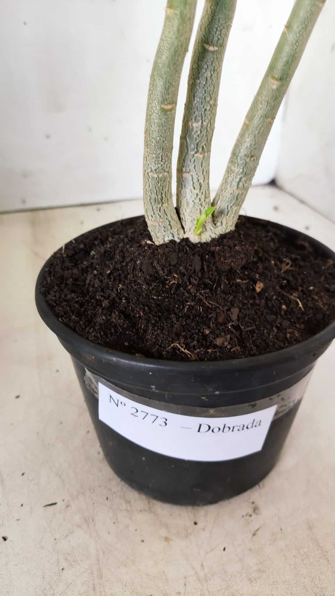 Planta Dobrada 2773 – 30cm – 02 anos
