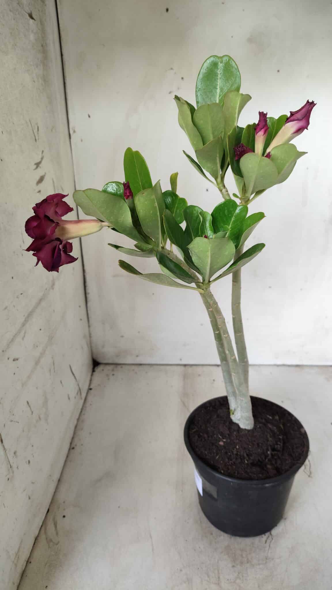 Planta Dobrada 2773 – 30cm – 02 anos