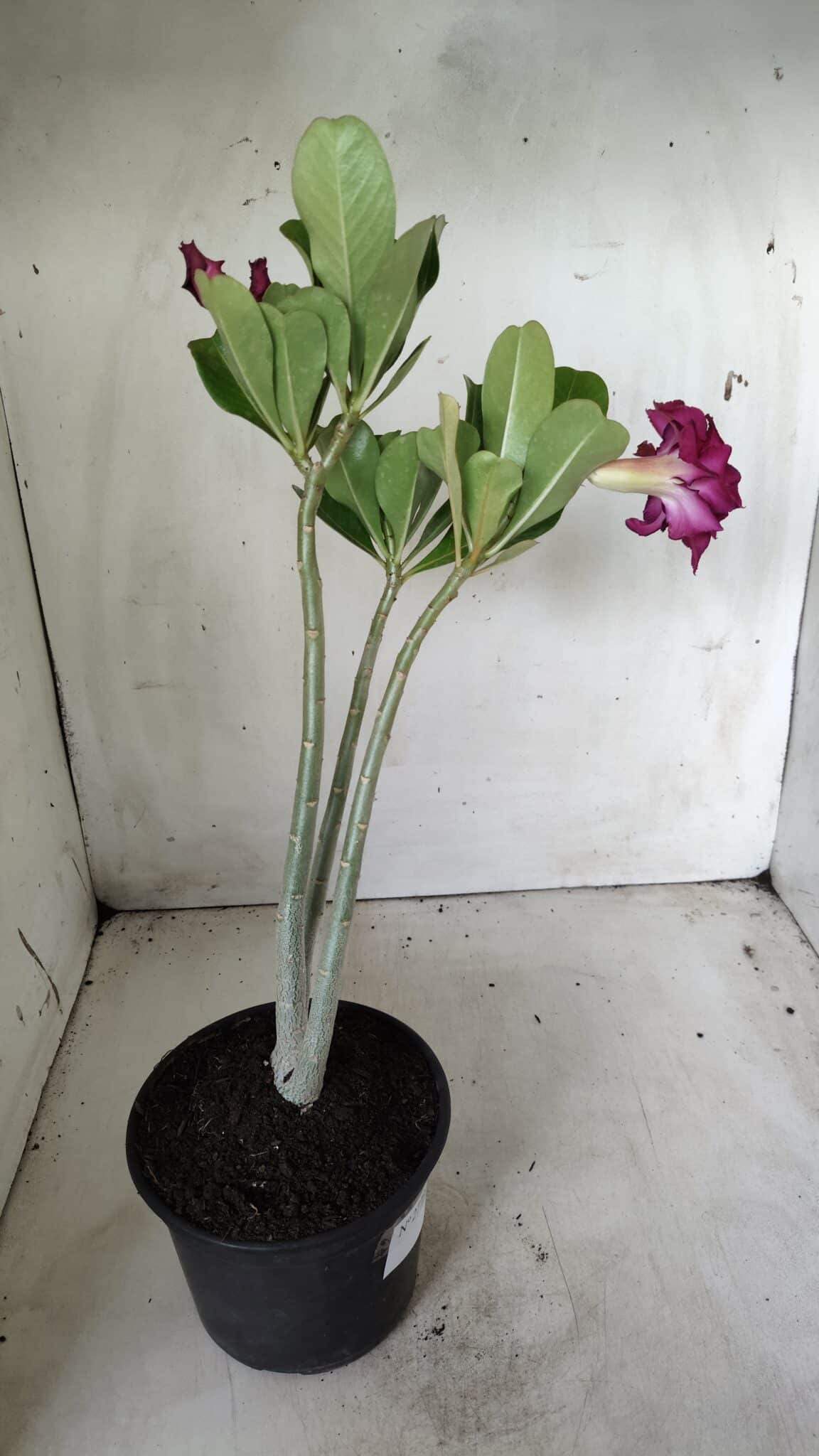 Planta Dobrada 2773 – 30cm – 02 anos