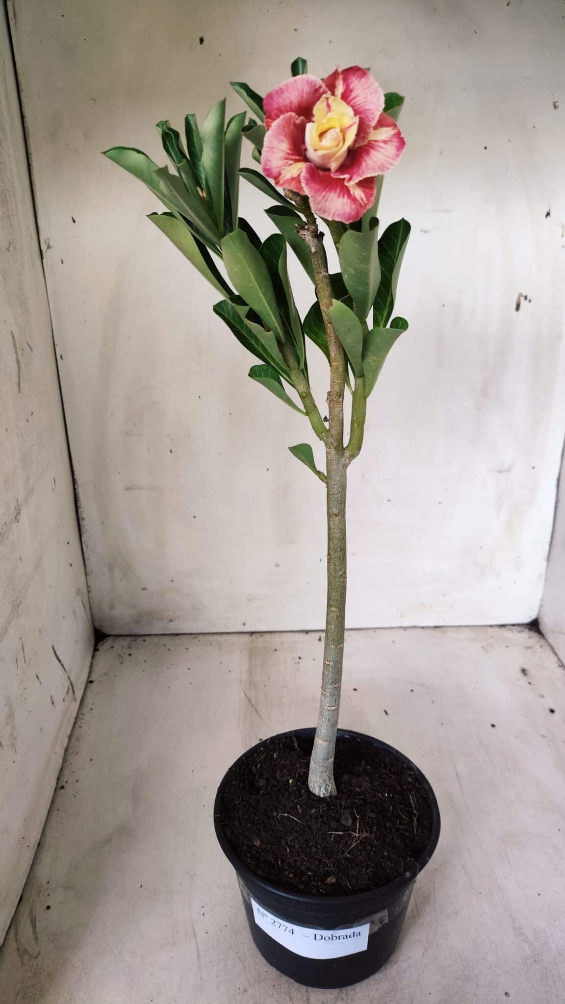 Planta Dobrada 2774 – 30cm – 02 anos