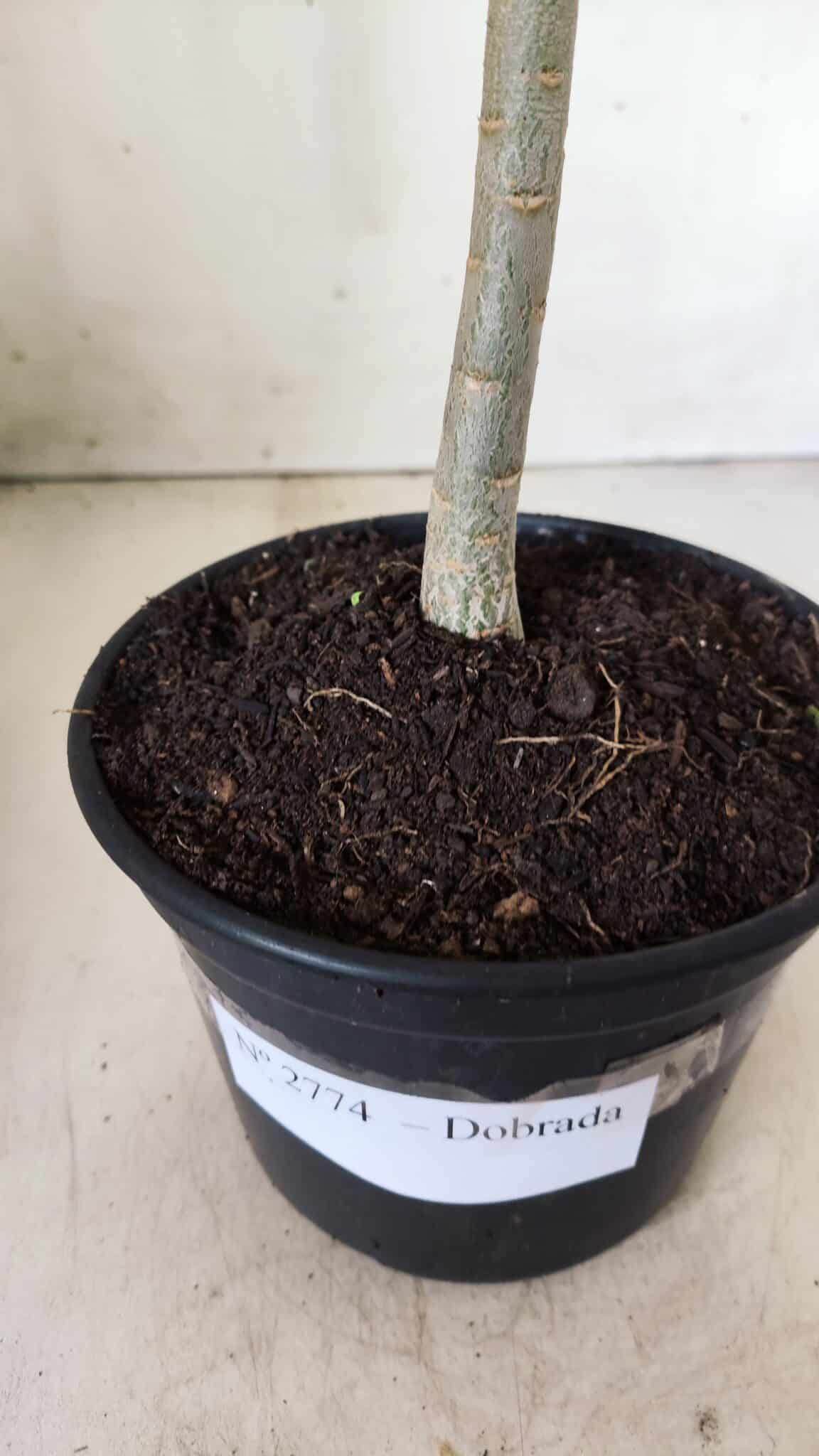 Planta Dobrada 2774 – 30cm – 02 anos