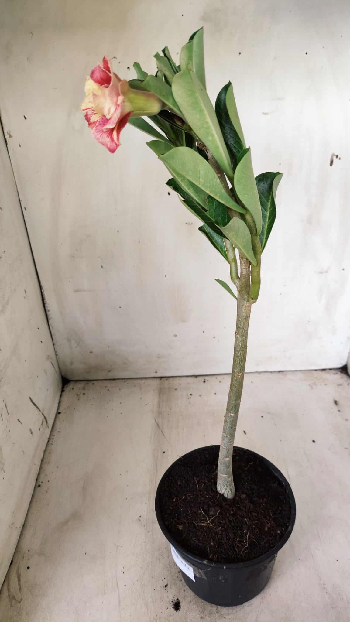 Planta Dobrada 2774 – 30cm – 02 anos