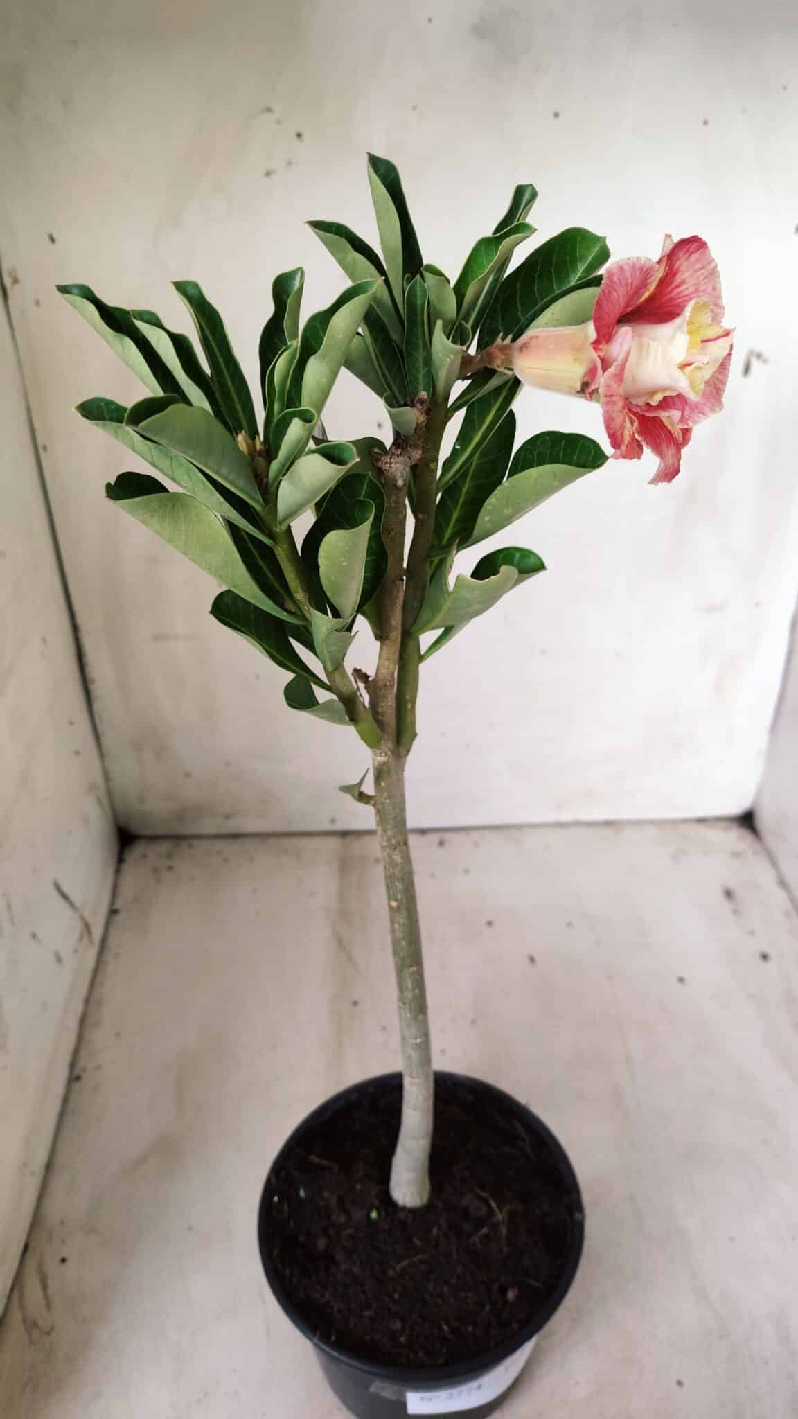 Planta Dobrada 2774 – 30cm – 02 anos