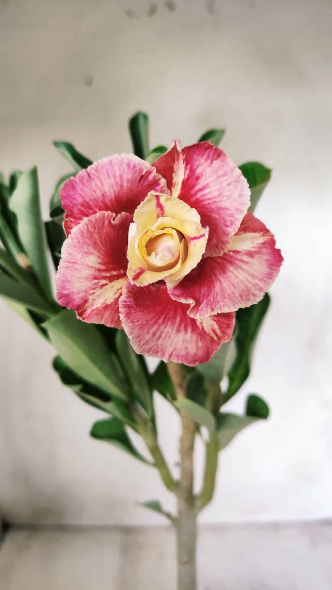 Planta Dobrada 2774 – 30cm – 02 anos