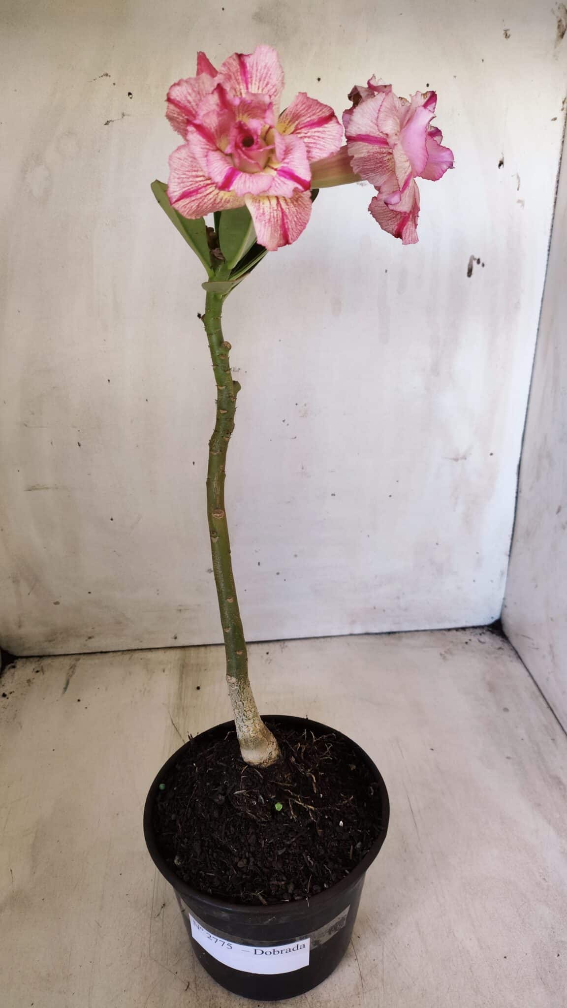 Planta Dobrada 2775 – 30cm – 02 anos