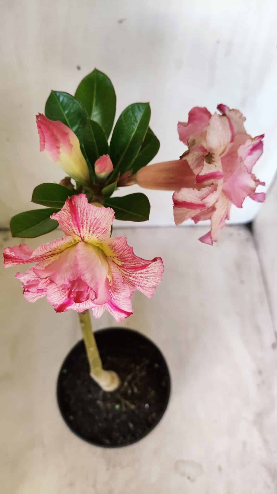 Planta Dobrada 2775 – 30cm – 02 anos