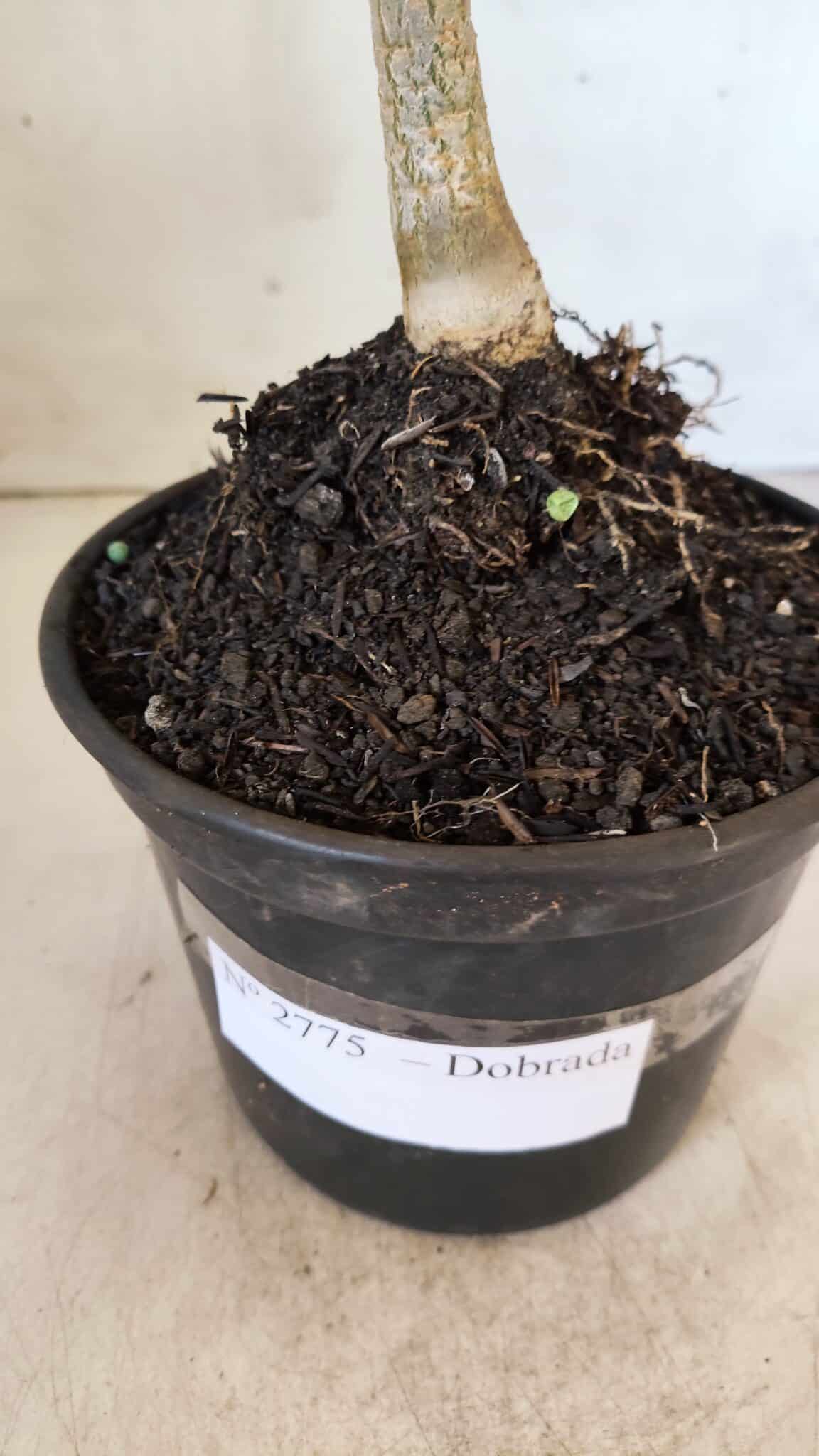 Planta Dobrada 2775 – 30cm – 02 anos