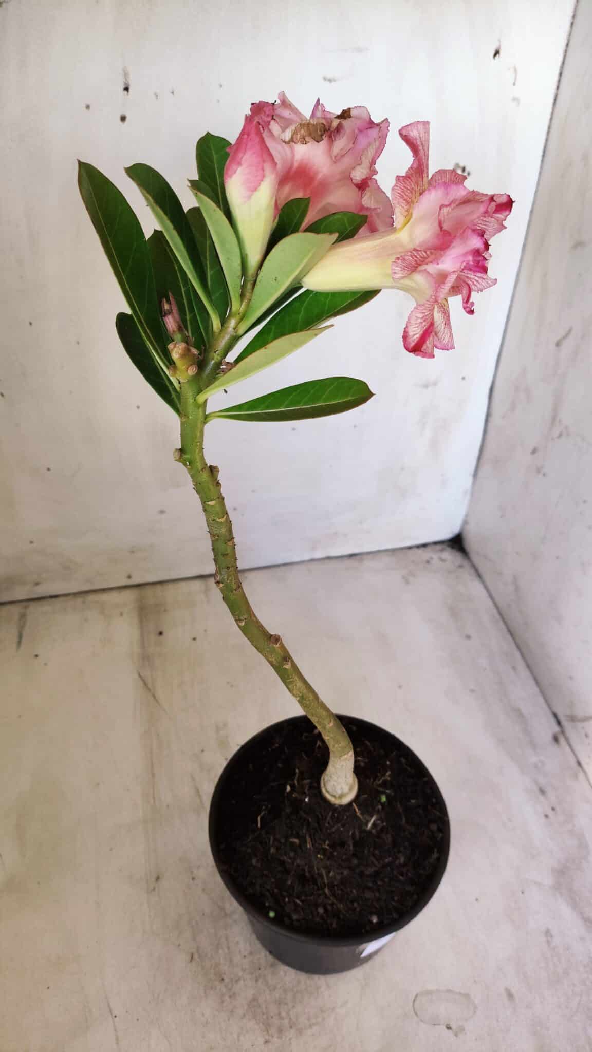 Planta Dobrada 2775 – 30cm – 02 anos