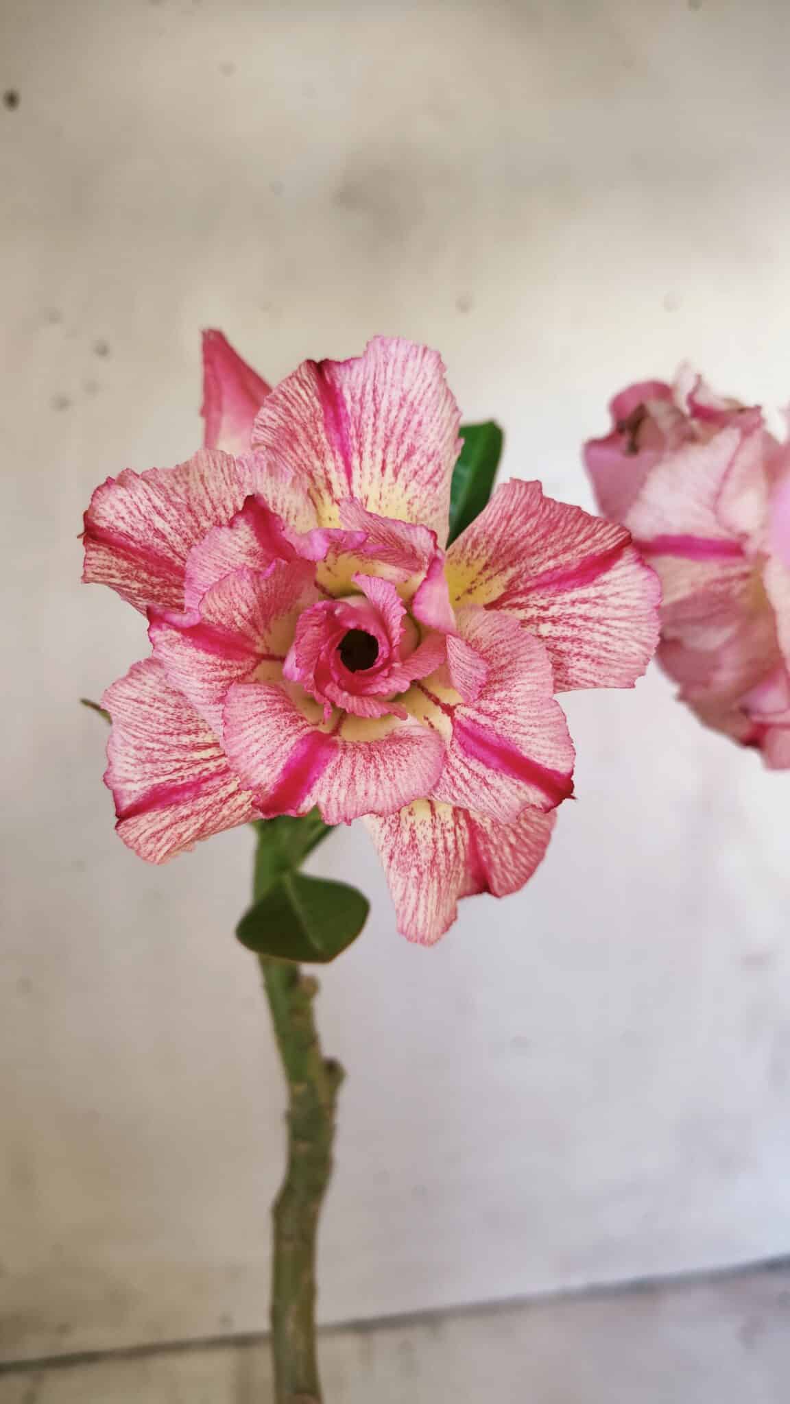 Planta Dobrada 2775 – 30cm – 02 anos