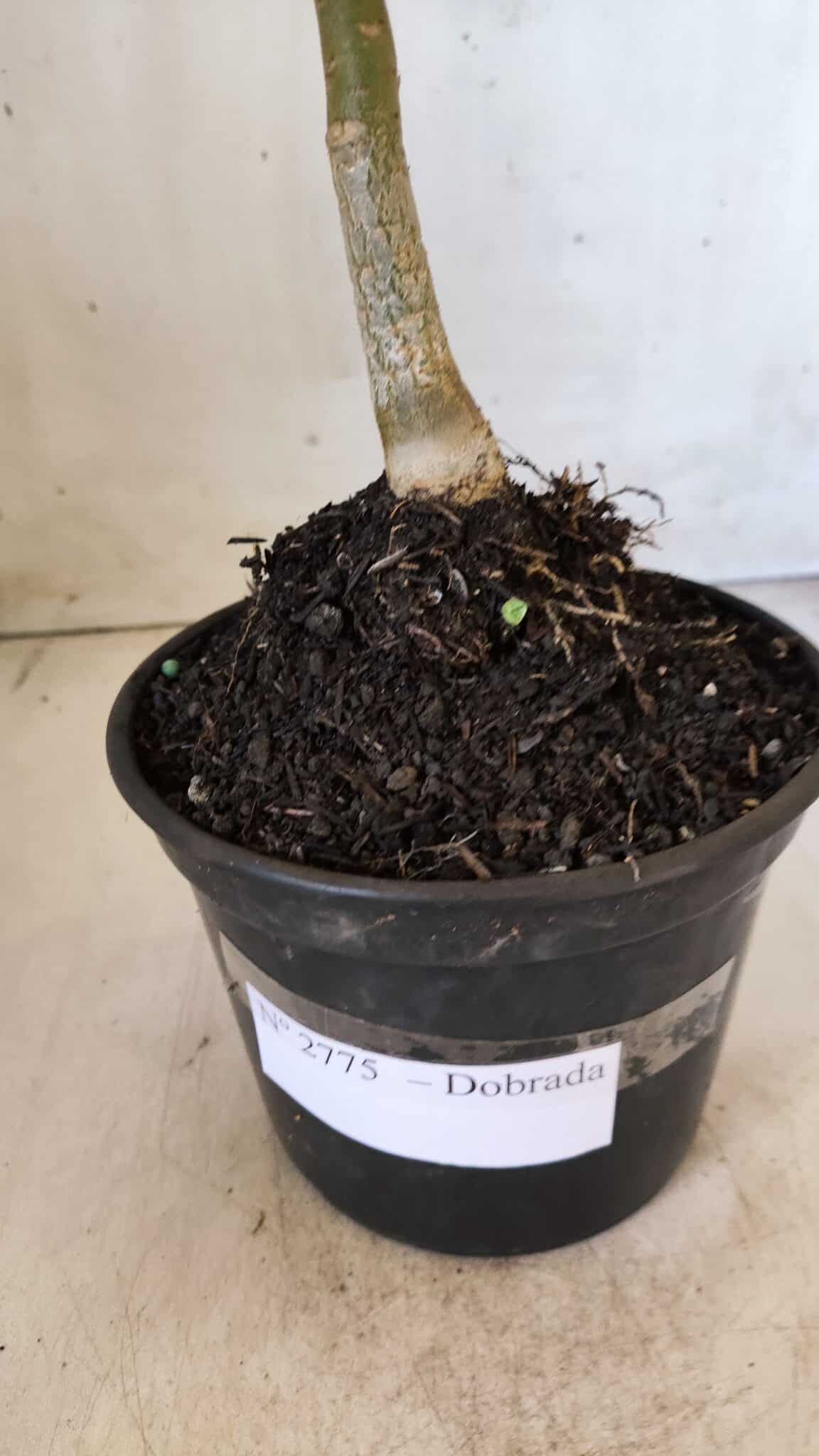 Planta Dobrada 2775 – 30cm – 02 anos