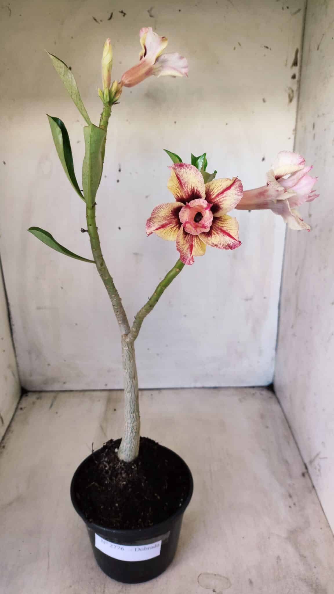 Planta Dobrada 2776 – 30cm – 02 anos