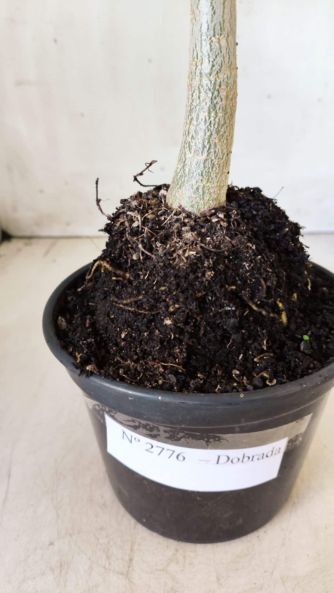 Planta Dobrada 2776 – 30cm – 02 anos