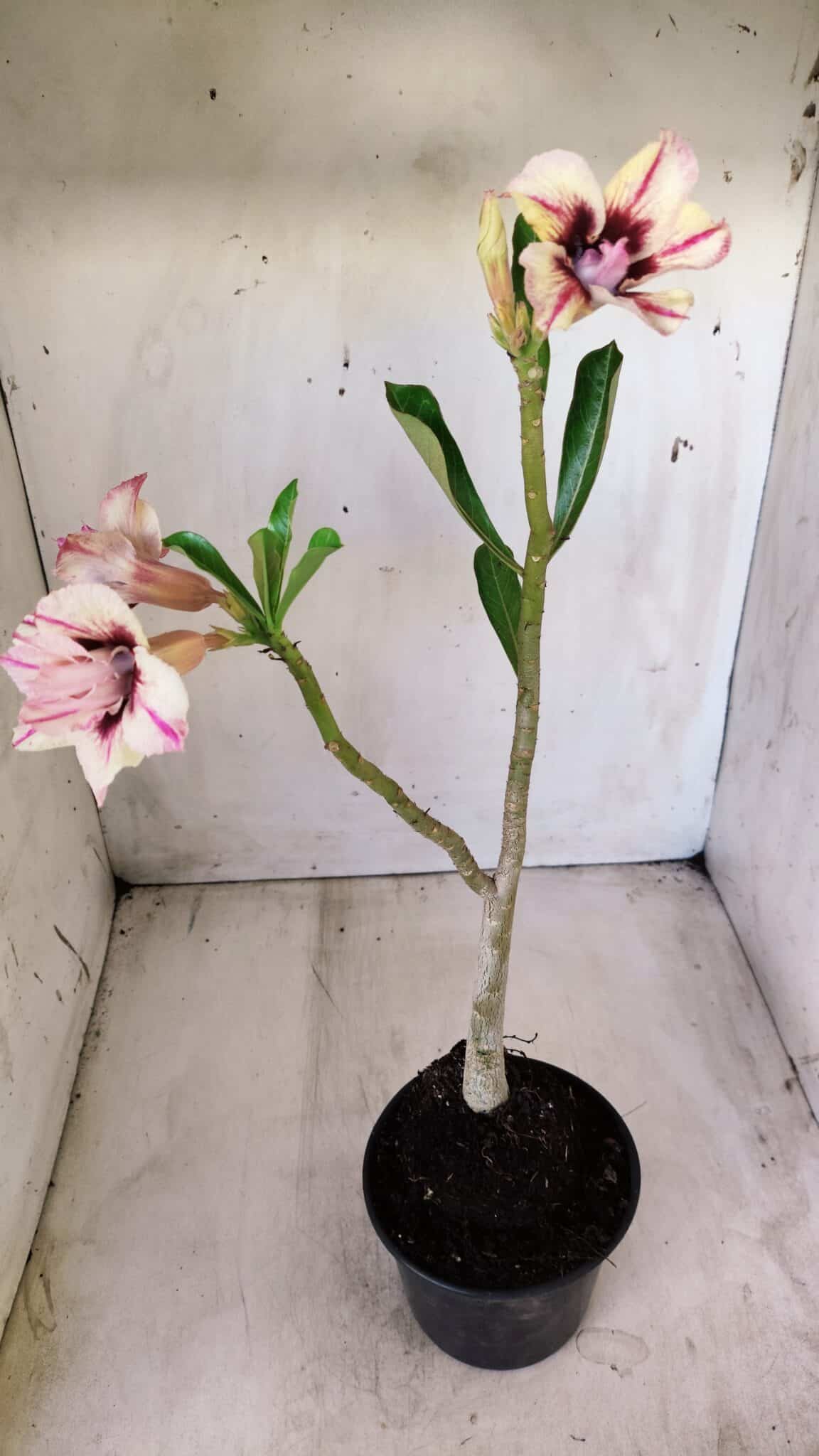 Planta Dobrada 2776 – 30cm – 02 anos