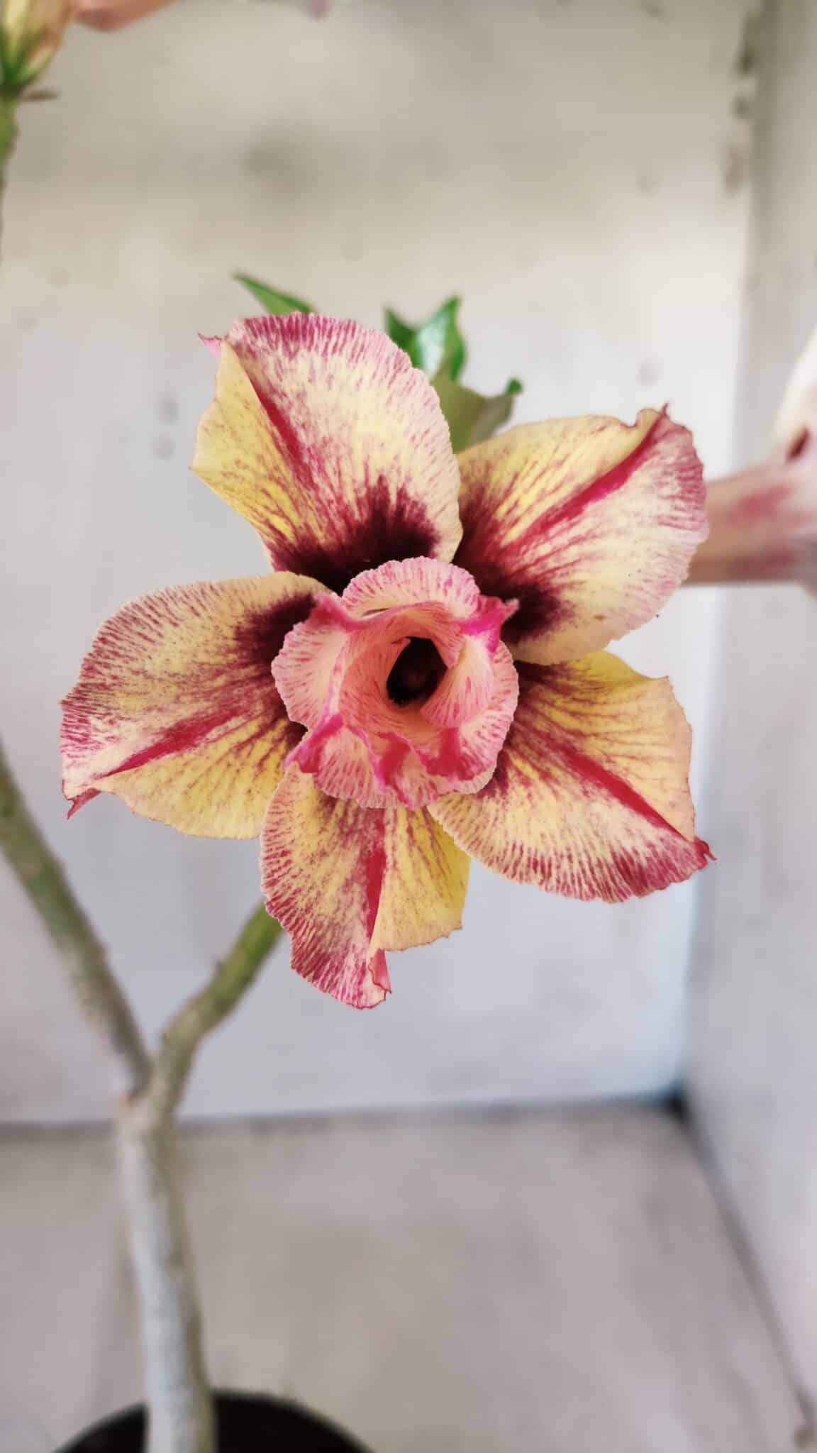 Planta Dobrada 2776 – 30cm – 02 anos