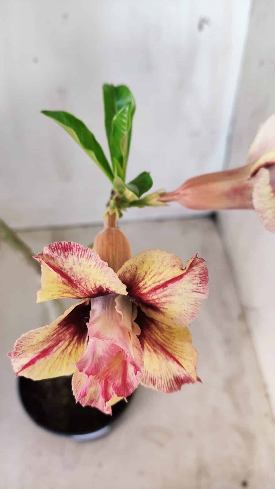 Planta Dobrada 2776 – 30cm – 02 anos