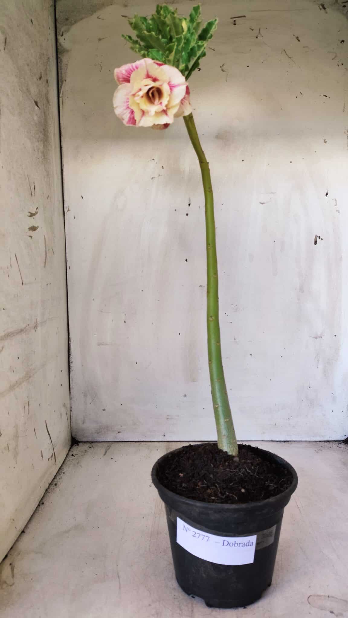 Planta Dobrada 2777 – 30cm – 02 anos