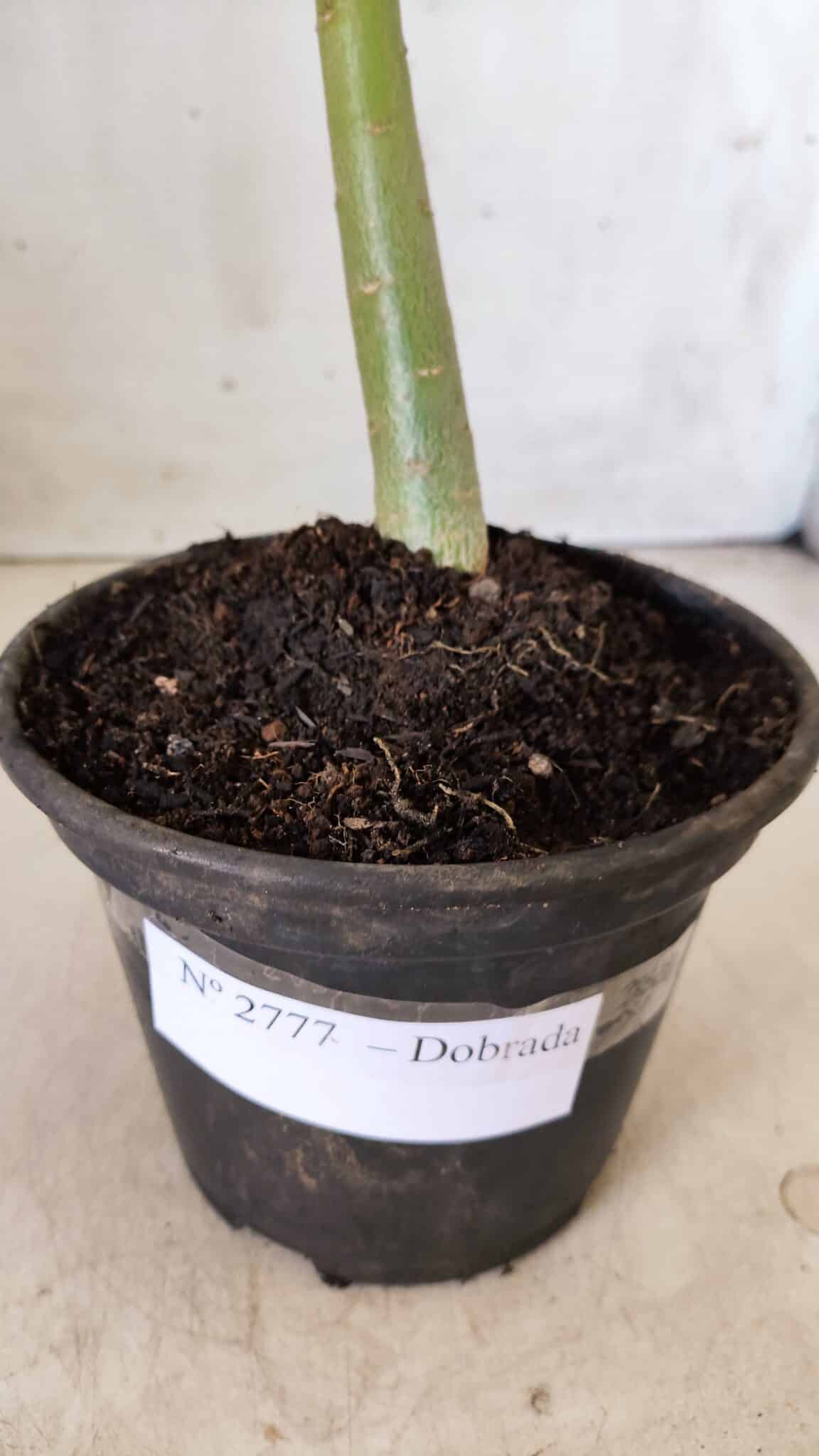 Planta Dobrada 2777 – 30cm – 02 anos