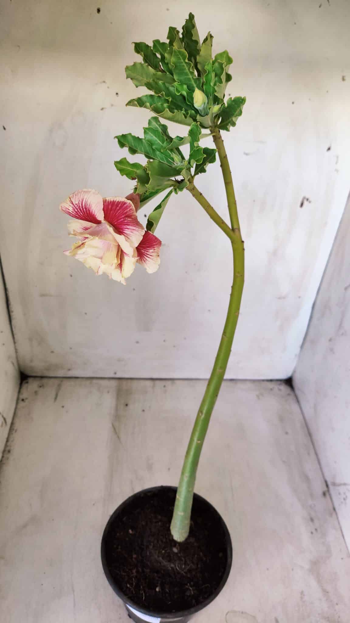 Planta Dobrada 2777 – 30cm – 02 anos