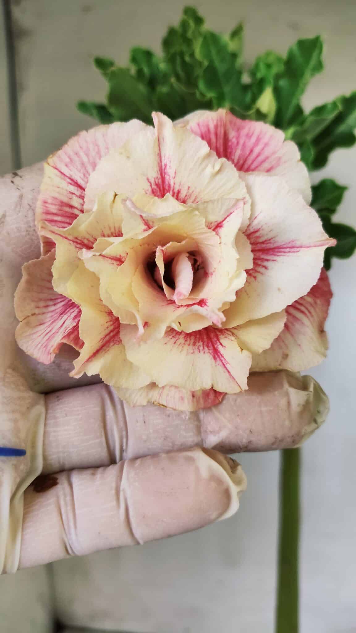 Planta Dobrada 2777 – 30cm – 02 anos