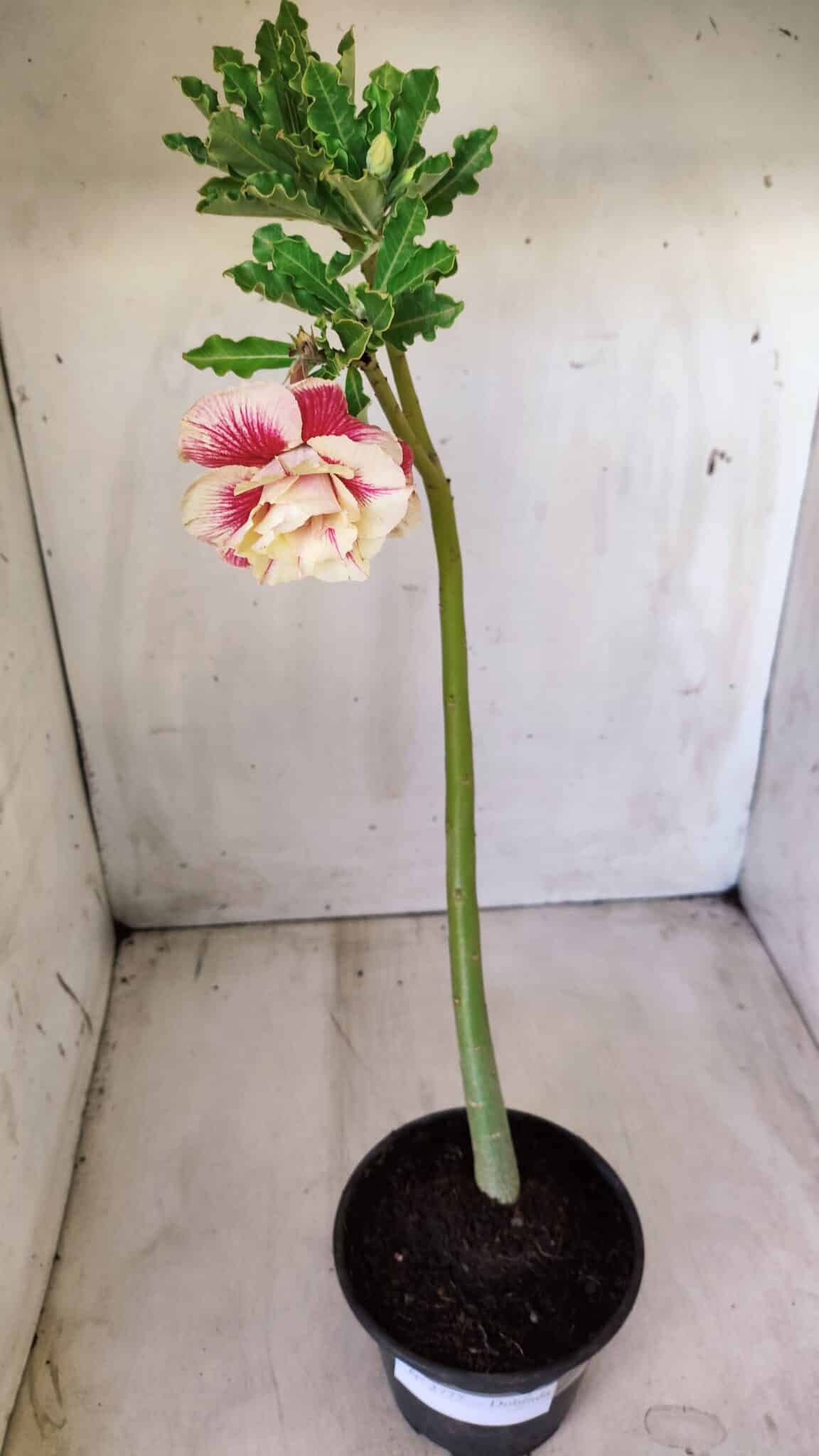 Planta Dobrada 2777 – 30cm – 02 anos
