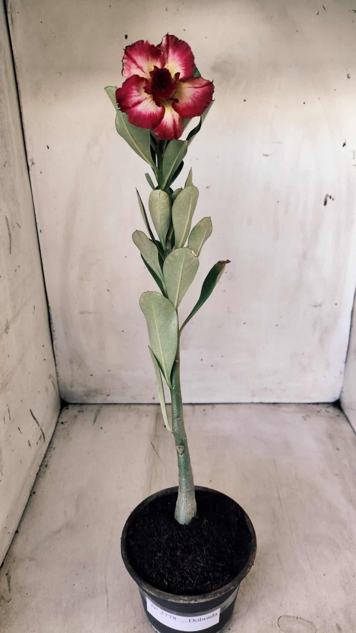 Planta Dobrada 2778 – 30cm – 02 anos