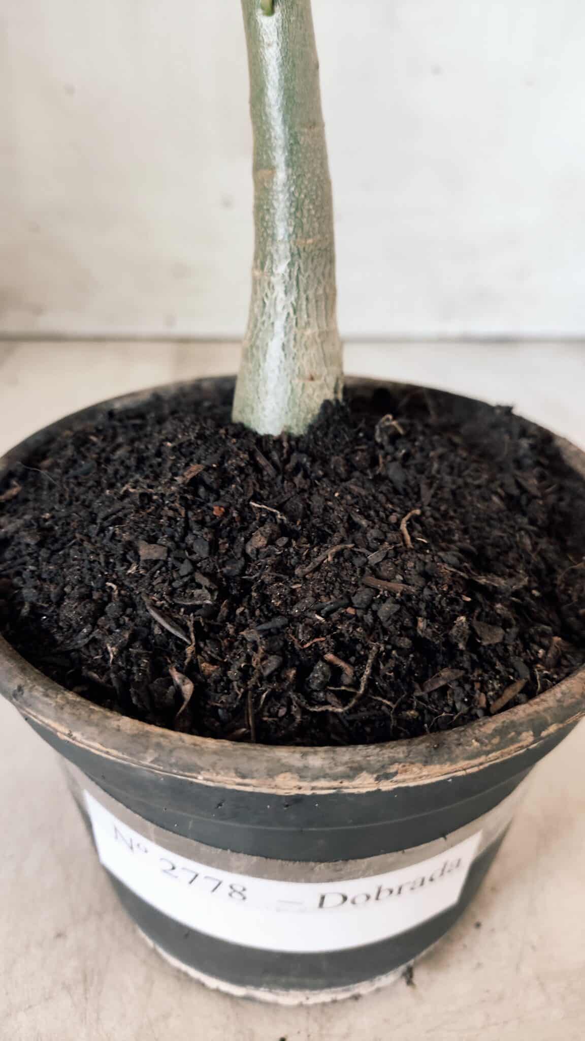 Planta Dobrada 2778 – 30cm – 02 anos