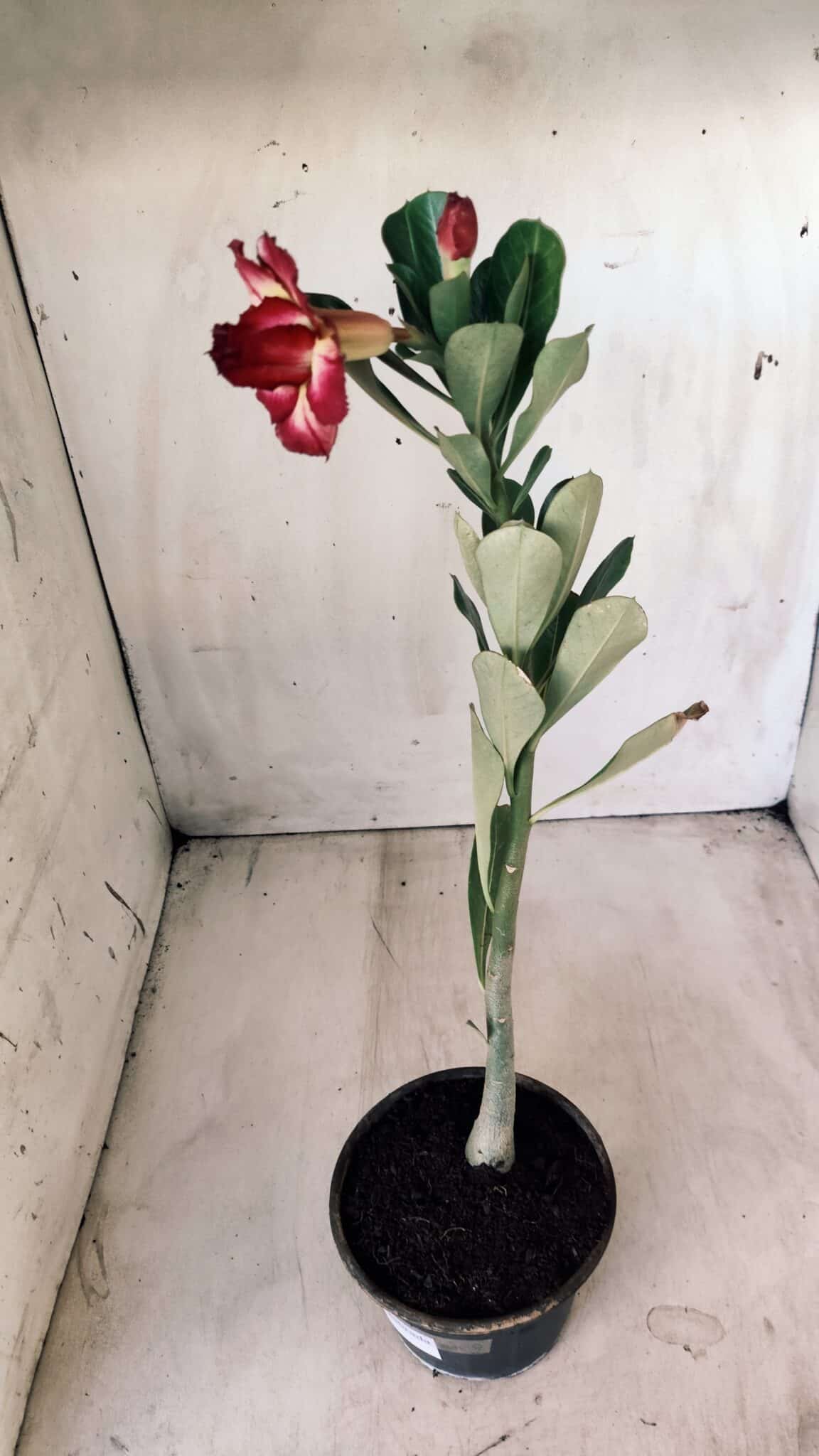 Planta Dobrada 2778 – 30cm – 02 anos