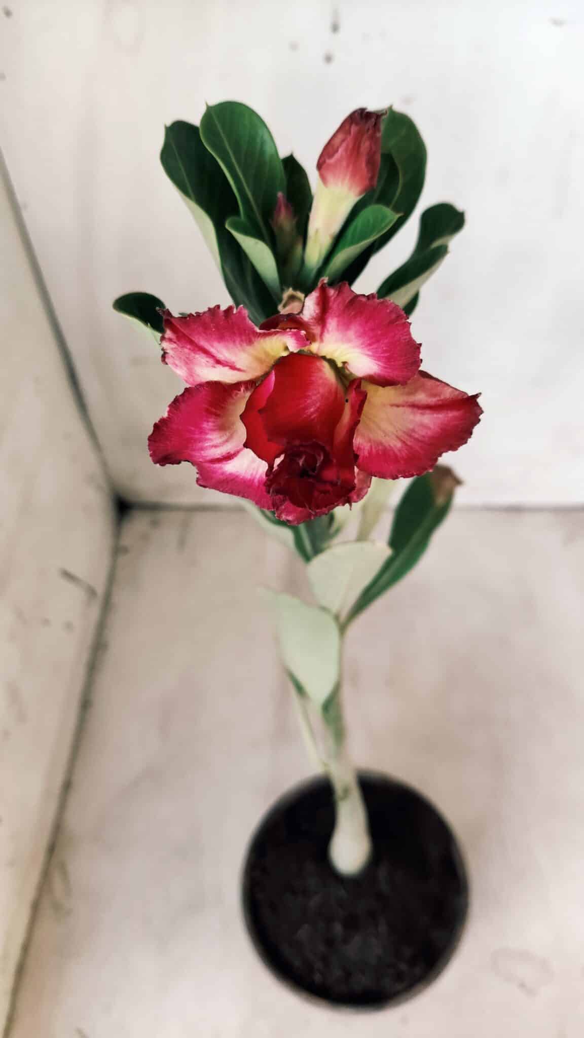 Planta Dobrada 2778 – 30cm – 02 anos