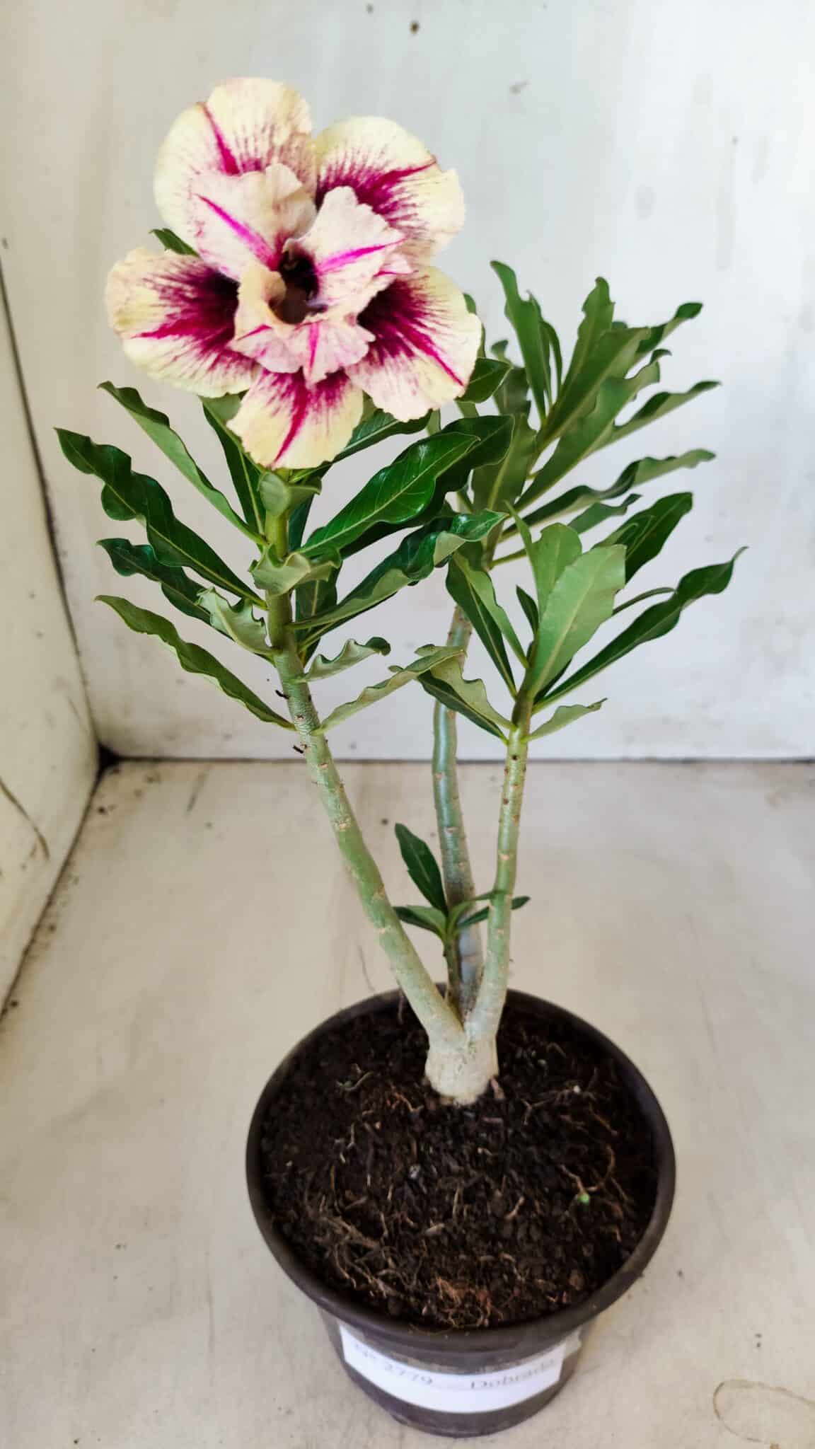 Planta Dobrada 2779 – 30cm – 02 anos