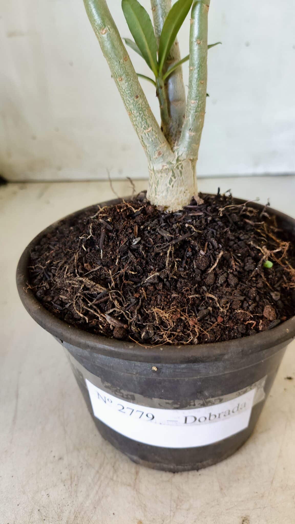 Planta Dobrada 2779 – 30cm – 02 anos