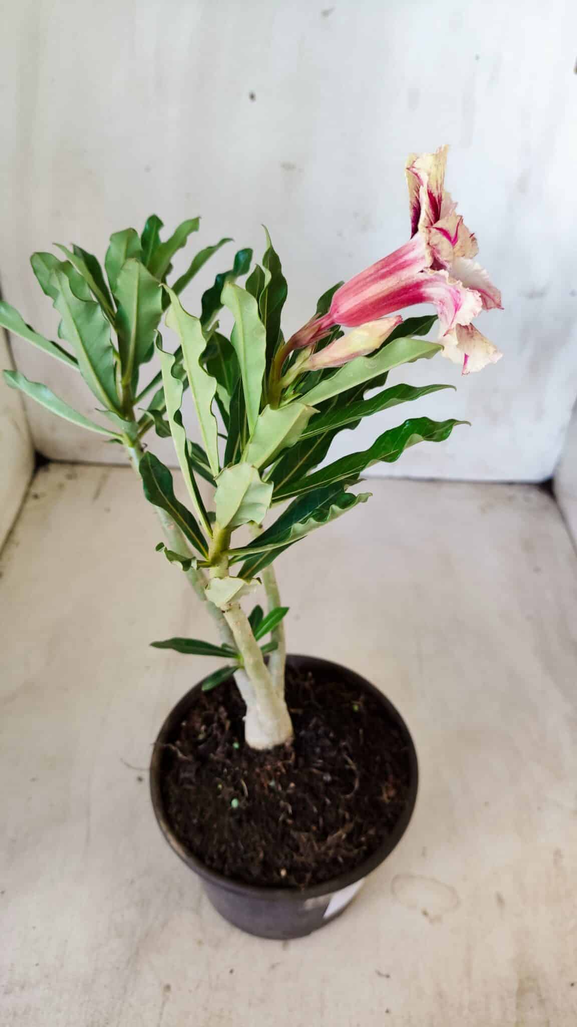Planta Dobrada 2779 – 30cm – 02 anos