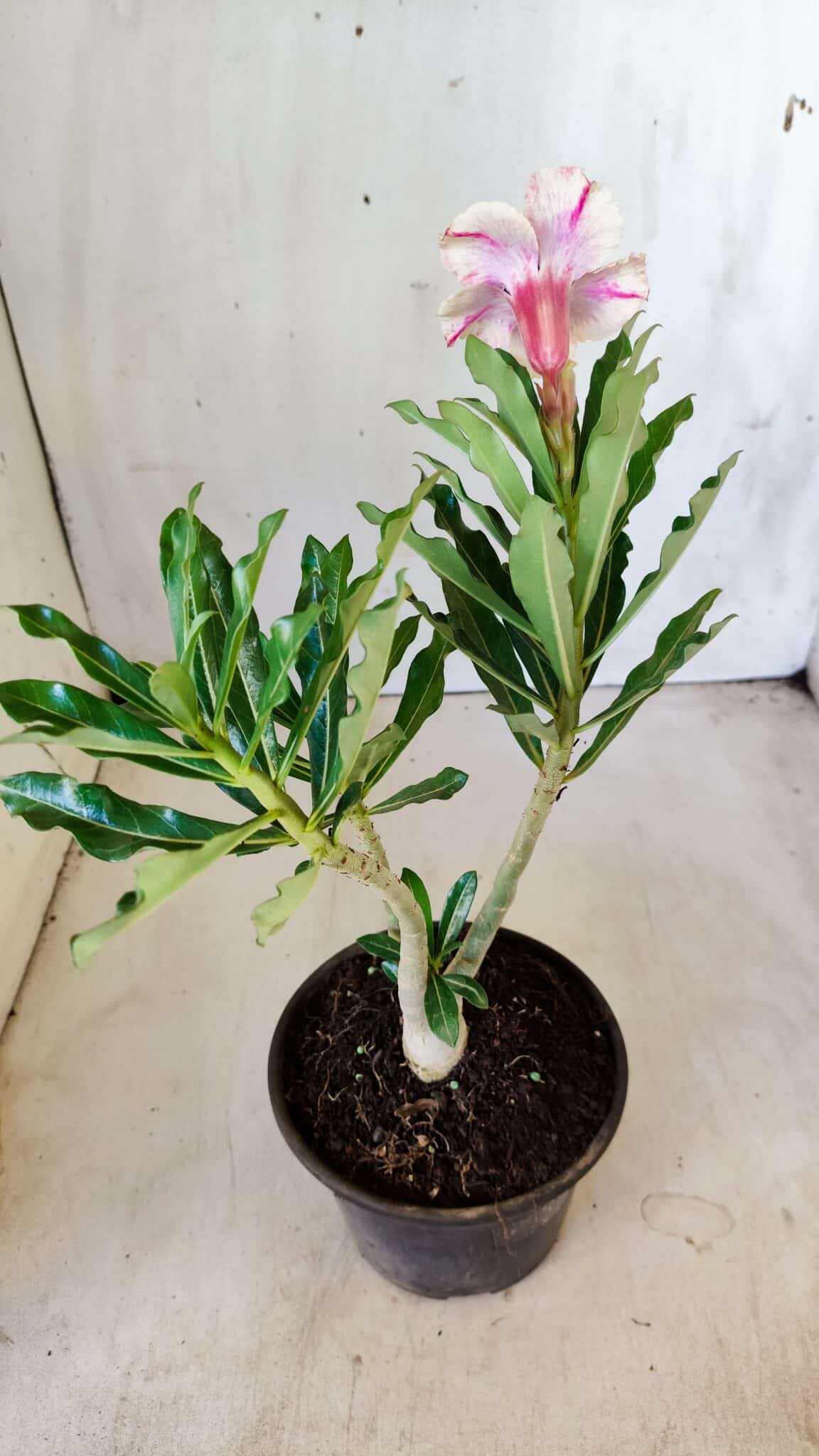 Planta Dobrada 2779 – 30cm – 02 anos