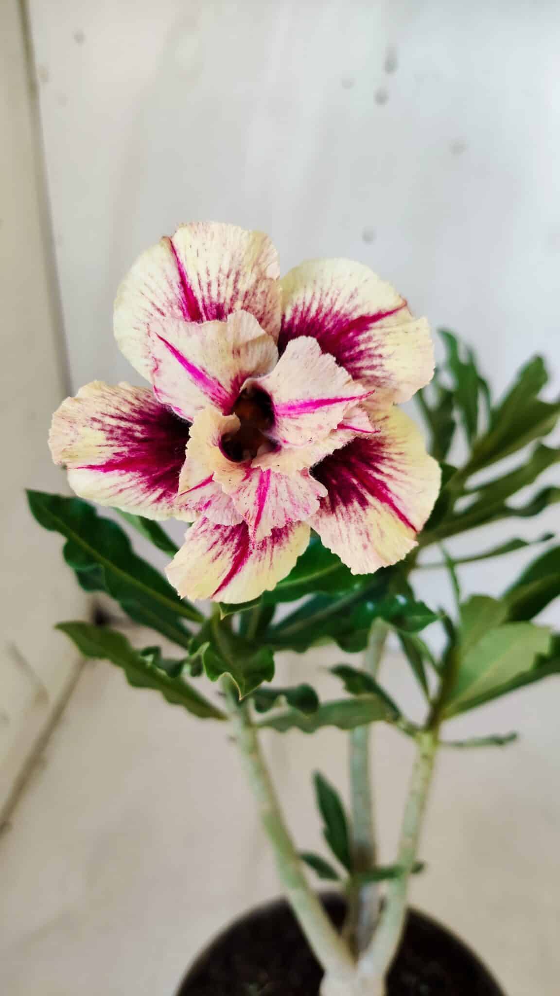 Planta Dobrada 2779 – 30cm – 02 anos