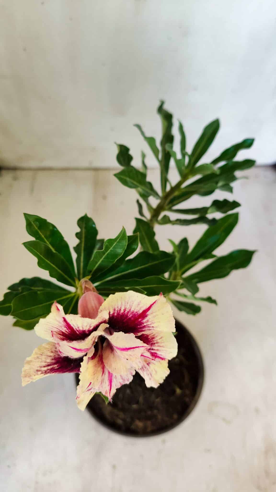 Planta Dobrada 2779 – 30cm – 02 anos
