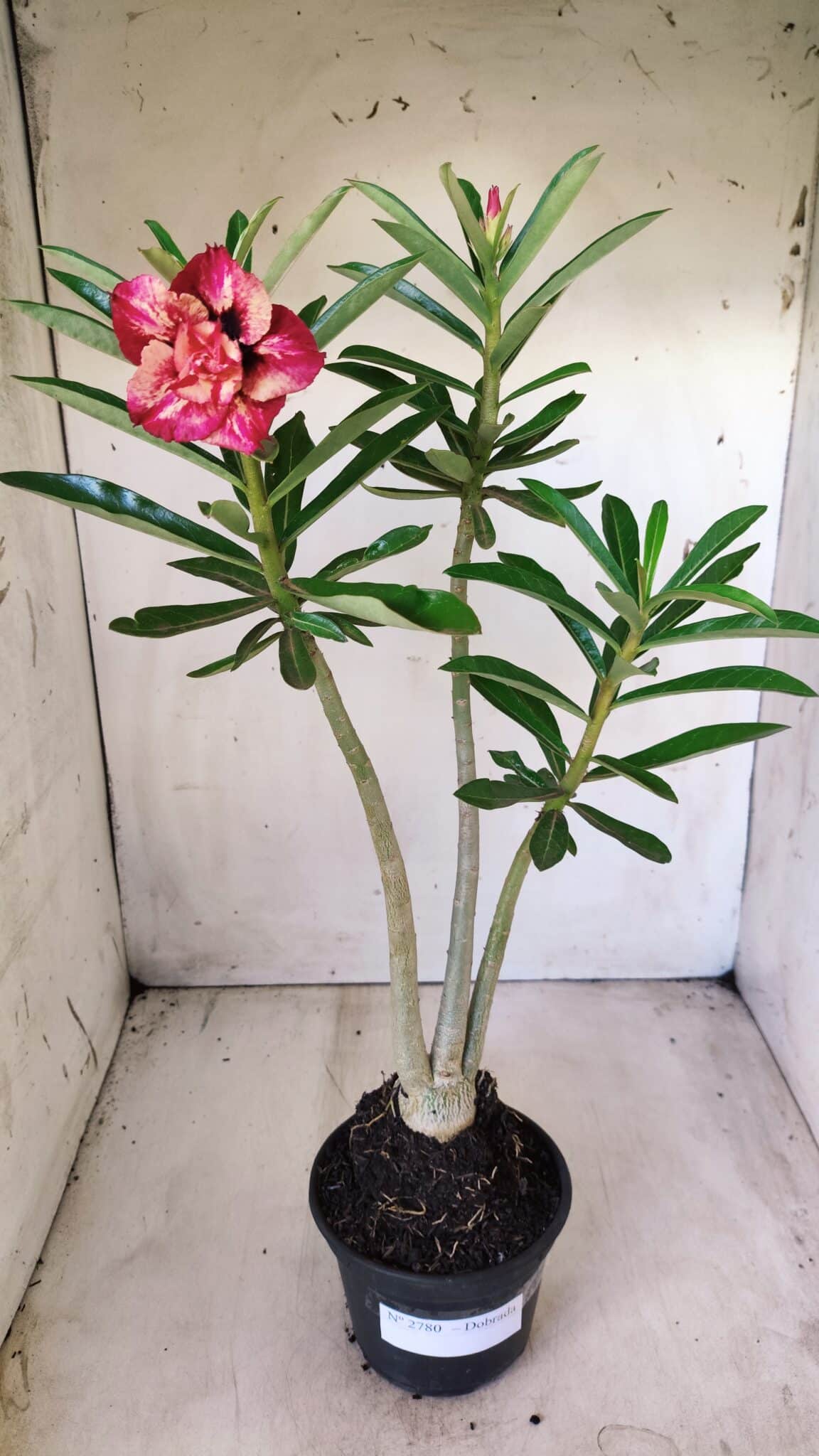 Planta Dobrada 2780 – 40cm – 03 anos