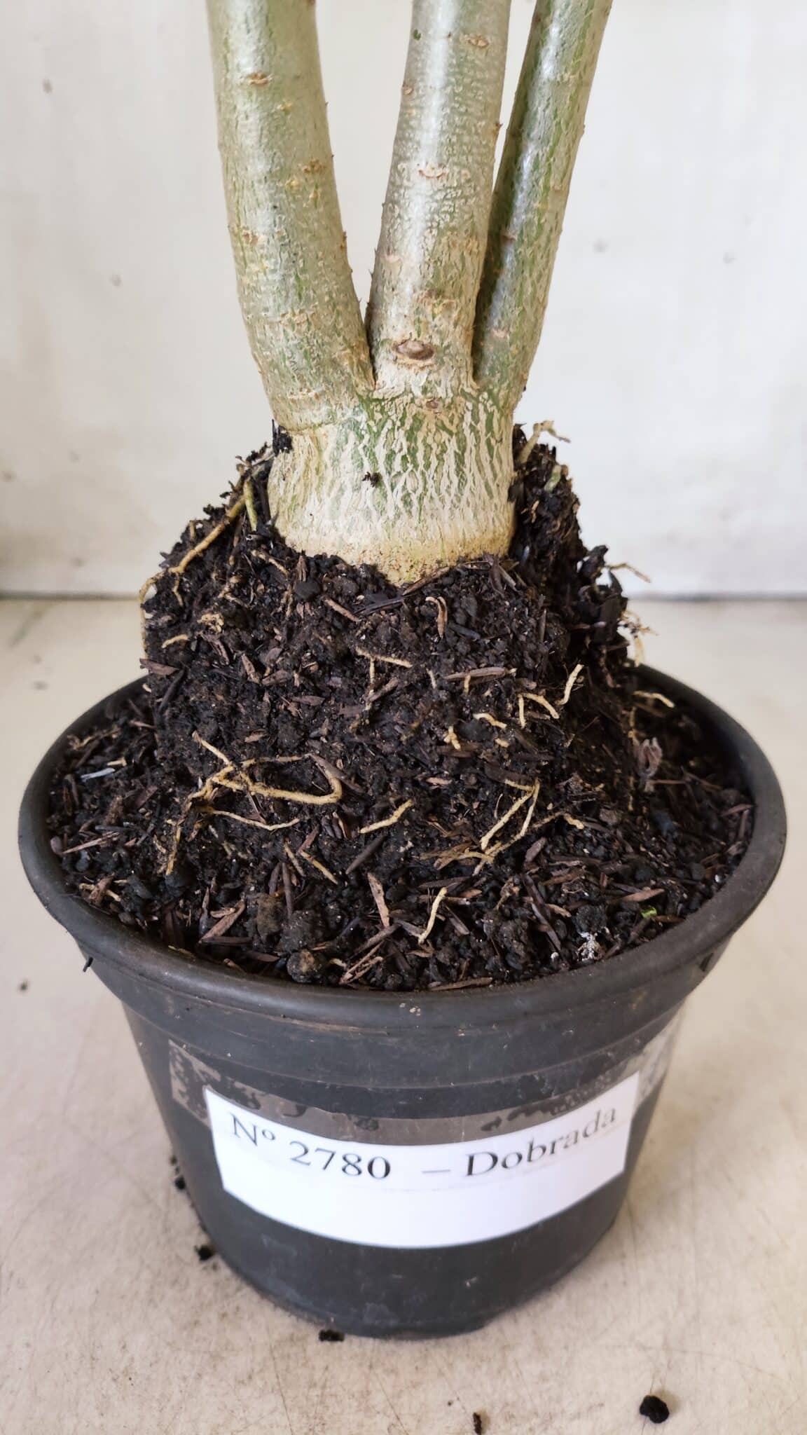 Planta Dobrada 2780 – 40cm – 03 anos