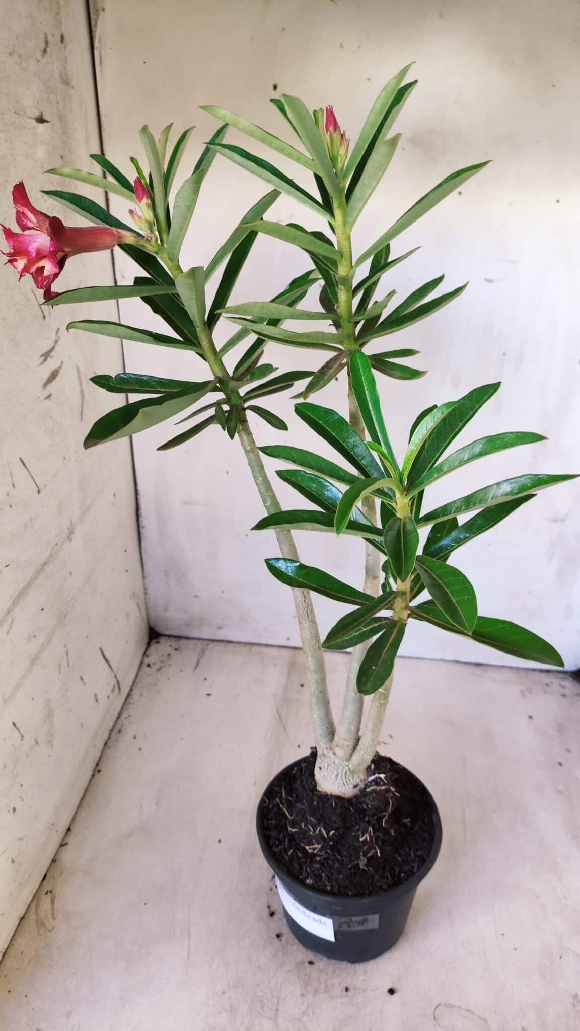 Planta Dobrada 2780 – 40cm – 03 anos