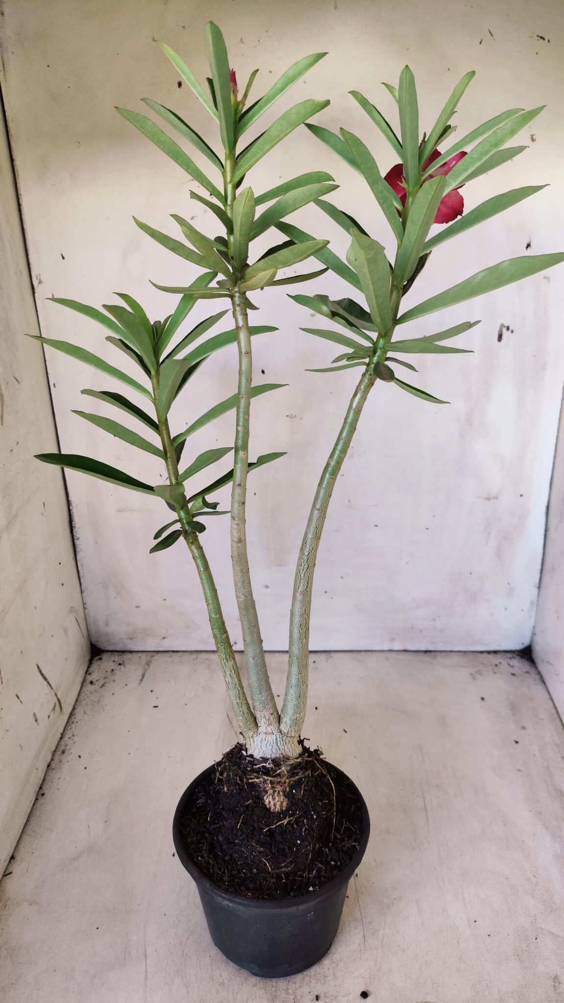 Planta Dobrada 2780 – 40cm – 03 anos