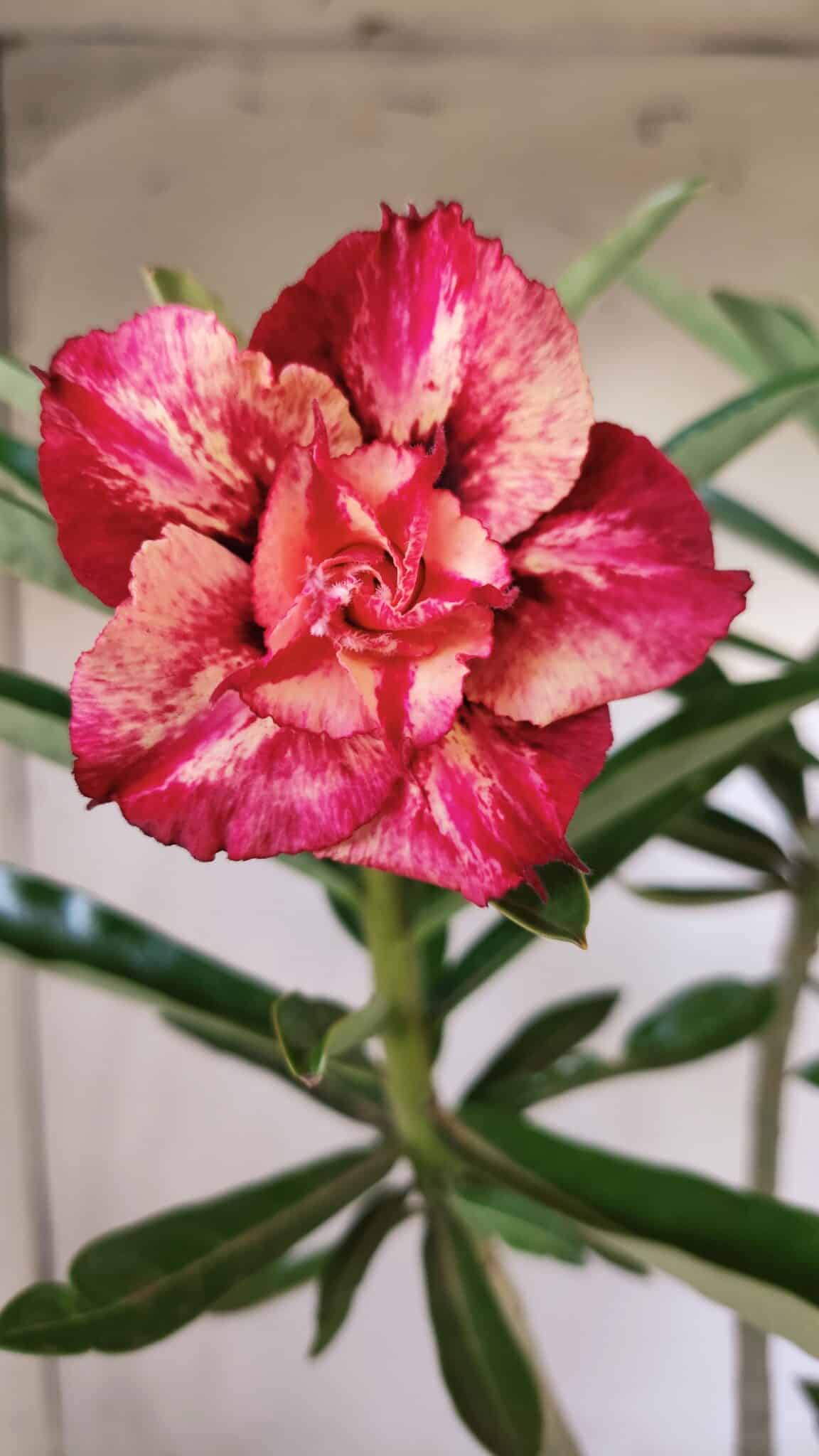 Planta Dobrada 2780 – 40cm – 03 anos