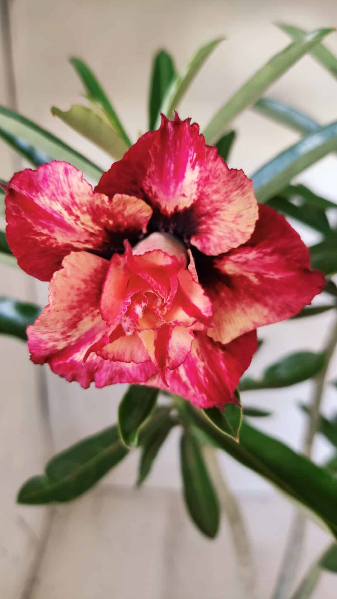 Planta Dobrada 2780 – 40cm – 03 anos