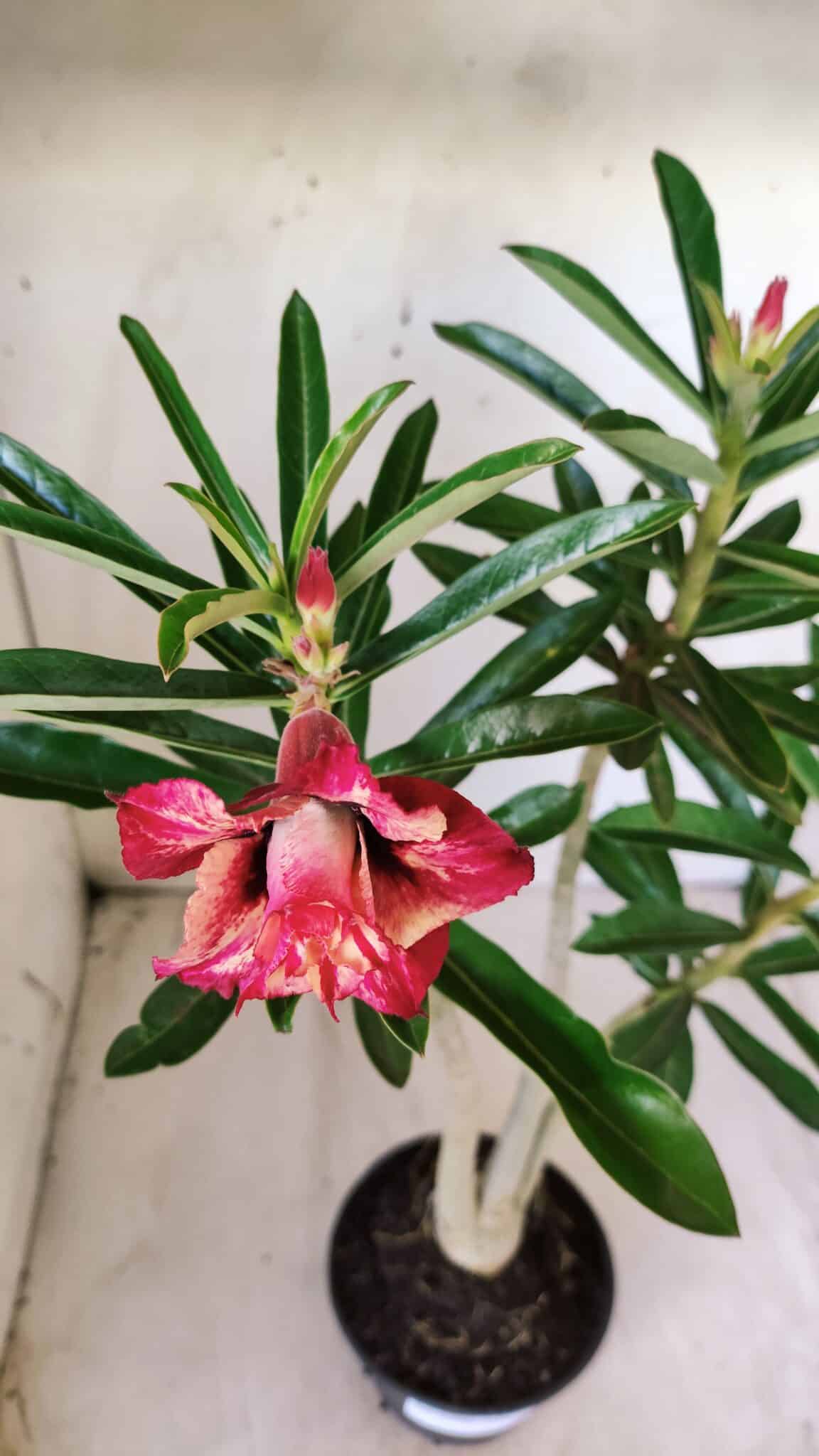 Planta Dobrada 2780 – 40cm – 03 anos