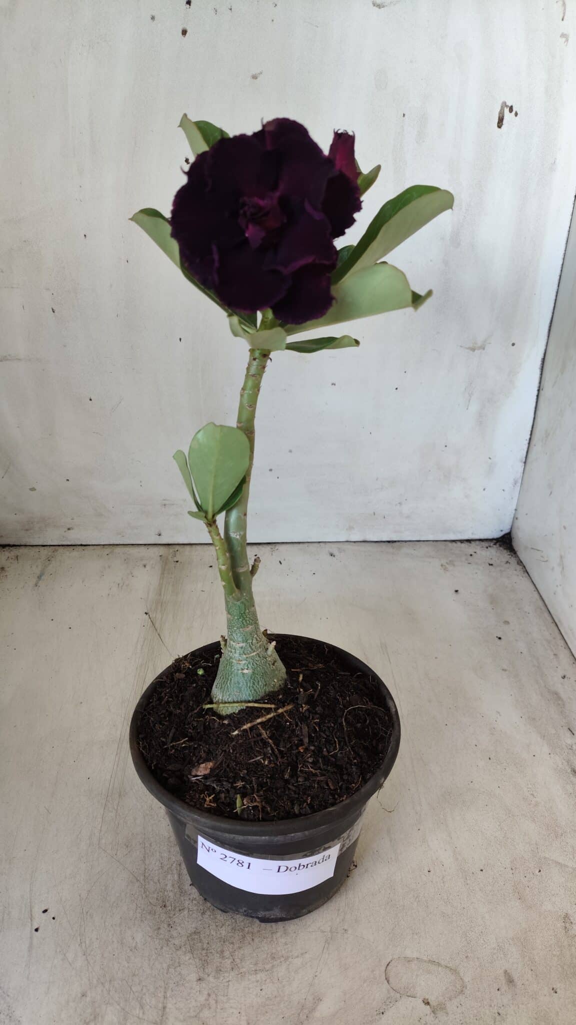 Planta Dobrada 2781 – 30cm – 02 anos - foto 2