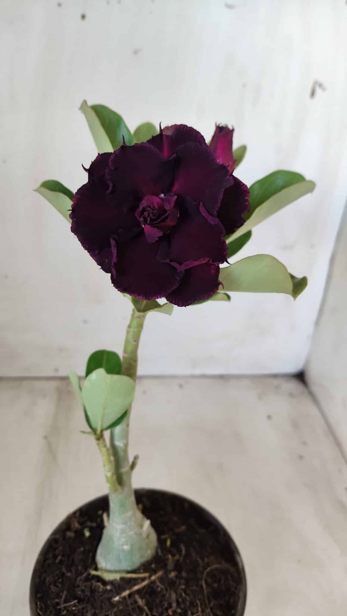 Planta Dobrada 2781 – 30cm – 02 anos - foto 9