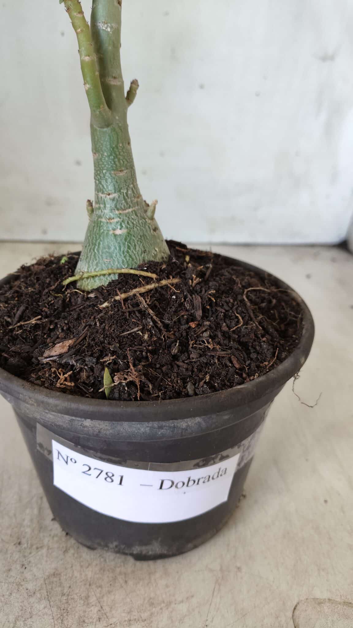Planta Dobrada 2781 – 30cm – 02 anos - foto 8