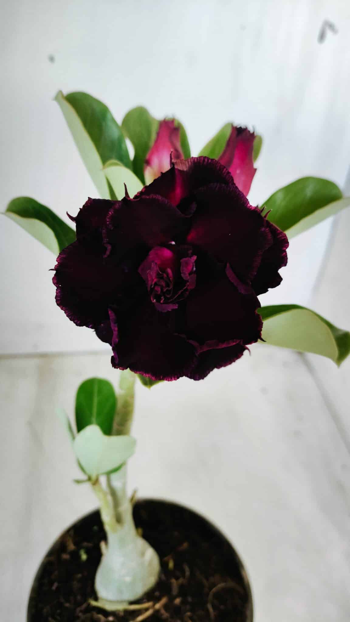 Planta Dobrada 2781 – 30cm – 02 anos - foto 7